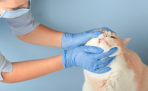 Girl doctor vet in blue gloves and a mask inspects teeth of a cute cat on a blue background with copy space. Animal Disease Prevention Concept